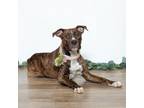 Adopt Imani a Pit Bull Terrier