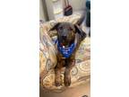 Adopt Leah a Plott Hound