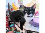 Adopt Catfish a Tuxedo