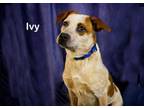 Adopt Ivy a Australian Cattle Dog / Blue Heeler