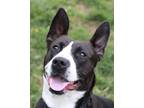 Adopt Beanie Baby a Pit Bull Terrier, Mixed Breed