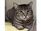 Adopt Peach Cider a Tabby