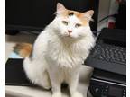 Adopt Alessia a Domestic Long Hair, Domestic Short Hair