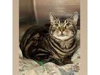 Adopt Miss Silas a Domestic Short Hair, Tabby