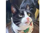 Adopt Bonnie a Tuxedo