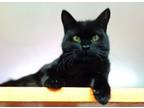 Adopt KAYAK a Domestic Short Hair