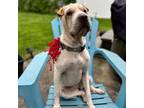 Adopt Lucille a Shar-Pei