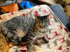 Adopt Tigger (from Winnie the Pooh) a Bengal
