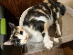 Adopt Mandy a Calico