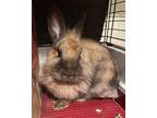 Adopt Eve a Netherland Dwarf