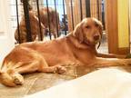 Adopt Aggie a Golden Retriever