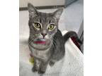 Adopt Cranberry a Domestic Short Hair