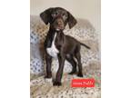 Adopt Coco Puffs a Labrador Retriever, Pointer