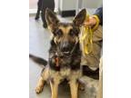 Adopt Pandora a German Shepherd Dog