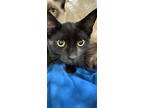 Adopt Mama Grey a Domestic Short Hair