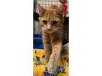 Adopt Samantha a Manx, Domestic Short Hair