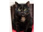 Adopt Harvest a Tortoiseshell