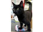 Adopt Lucille - AT PET VALU IN MEADOW LAKE a Domestic Short Hair
