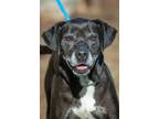 Adopt Harley/Arwin/Meadow a Labrador Retriever