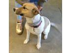 Adopt Lacy 1 a Parson Russell Terrier, Beagle