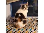 Adopt Lily - friendly & loving a Domestic Short Hair