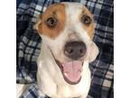 Adopt Saadah a Parson Russell Terrier, Mixed Breed