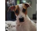 Adopt Saadah a Parson Russell Terrier, Mixed Breed