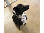 Adopt Carol a Australian Cattle Dog / Blue Heeler