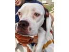 Adopt MILLIE a Bullmastiff, Mixed Breed