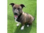 Adopt Yena a Mixed Breed