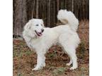 Adopt Buttercup a Great Pyrenees