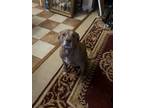 Adopt Scarlett in Henrico VA a Pit Bull Terrier