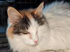 Adopt Snowball a Domestic Long Hair