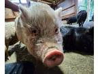 Adopt Doll a Pig