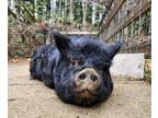 Adopt Donna a Pig