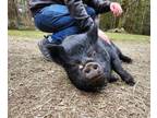 Adopt Rory a Pig