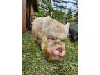 Adopt Pinky / Burrito a Pig