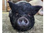 Adopt Amy a Pig