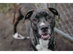 Adopt Veronica a Pit Bull Terrier