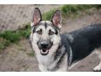 Adopt Alida a German Shepherd Dog