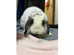 Adopt Clover a Holland Lop