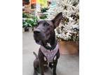 Adopt Susie **Foster home** a German Pinscher, Pit Bull Terrier