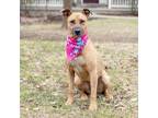 Adopt Annie (Female) a Rhodesian Ridgeback, American Bully