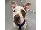 Adopt Kelly a Pit Bull Terrier