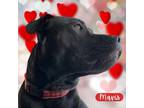 Adopt Mavis a Pit Bull Terrier