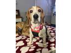 Adopt Willow a Beagle