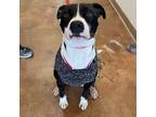 Adopt Missy a Pit Bull Terrier