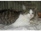 Adopt Pretzel a American Shorthair