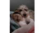 Adopt Cinnamon a Labradoodle