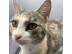 Adopt Ellen a Domestic Short Hair